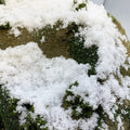 Nieve Reciente