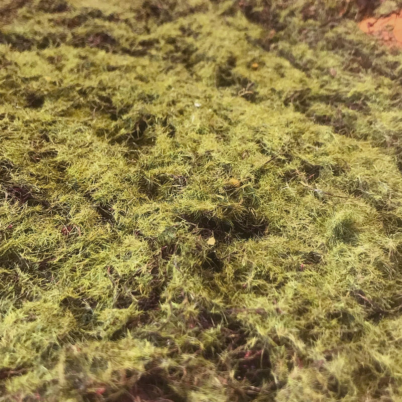 Alfombra Vegetal Pradera