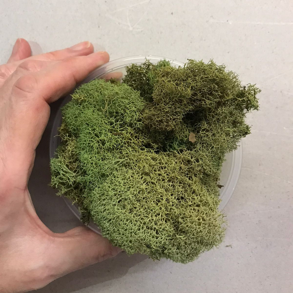 Arbustos Verde Bosque