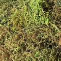 Alfombra Vegetal - MALEZA