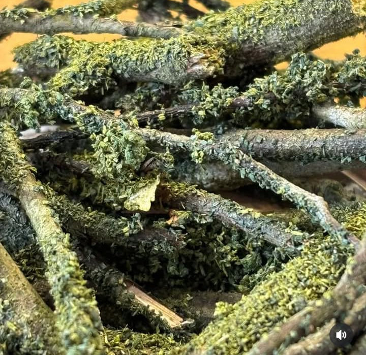 RAMAS RECUBIERTAS DE MUSGO