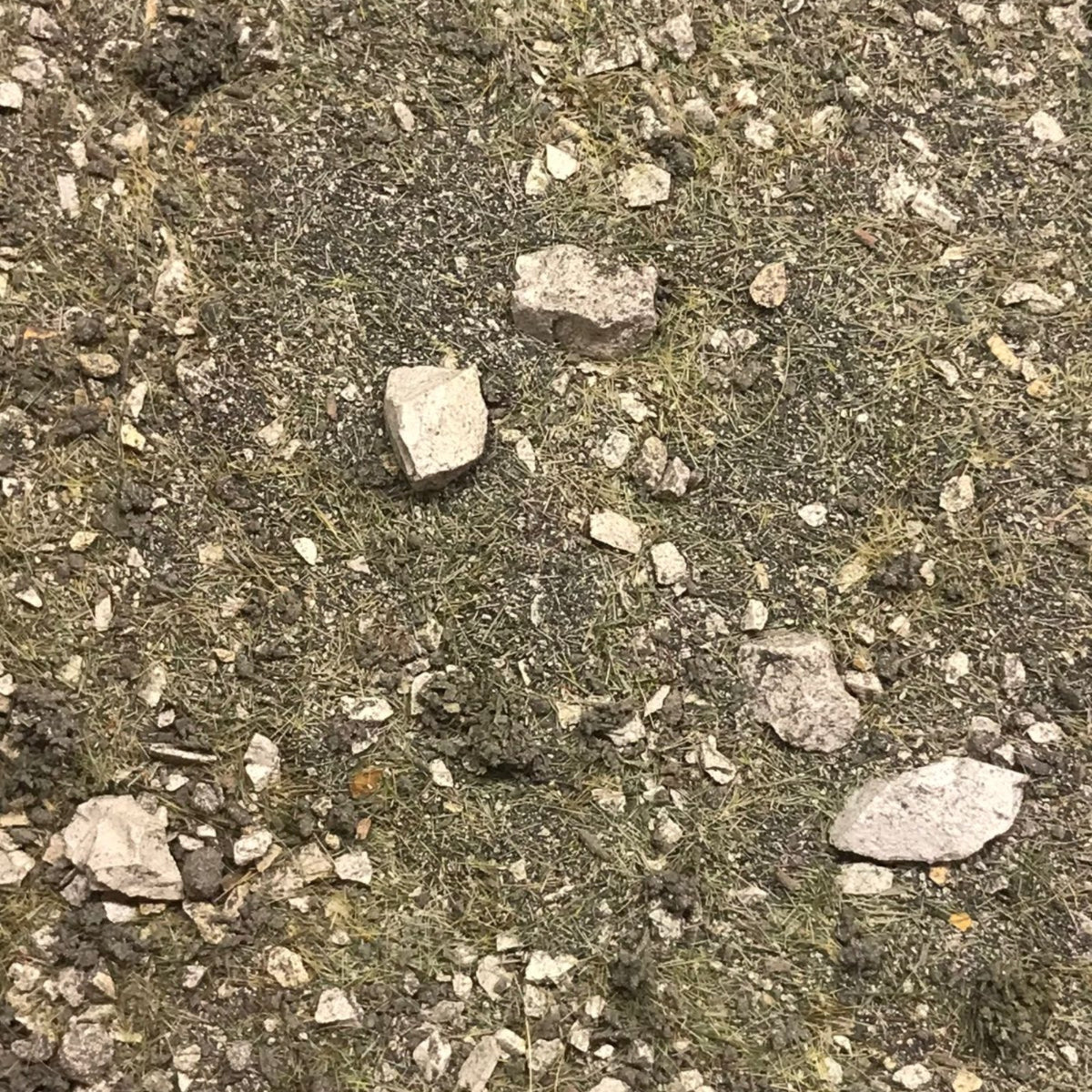 Sustrato Bosque Seco