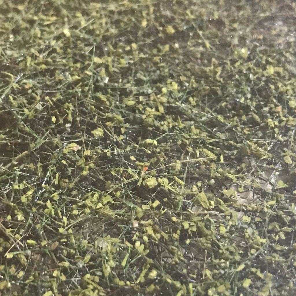 Alfombra Vegetal Bosque Húmedo