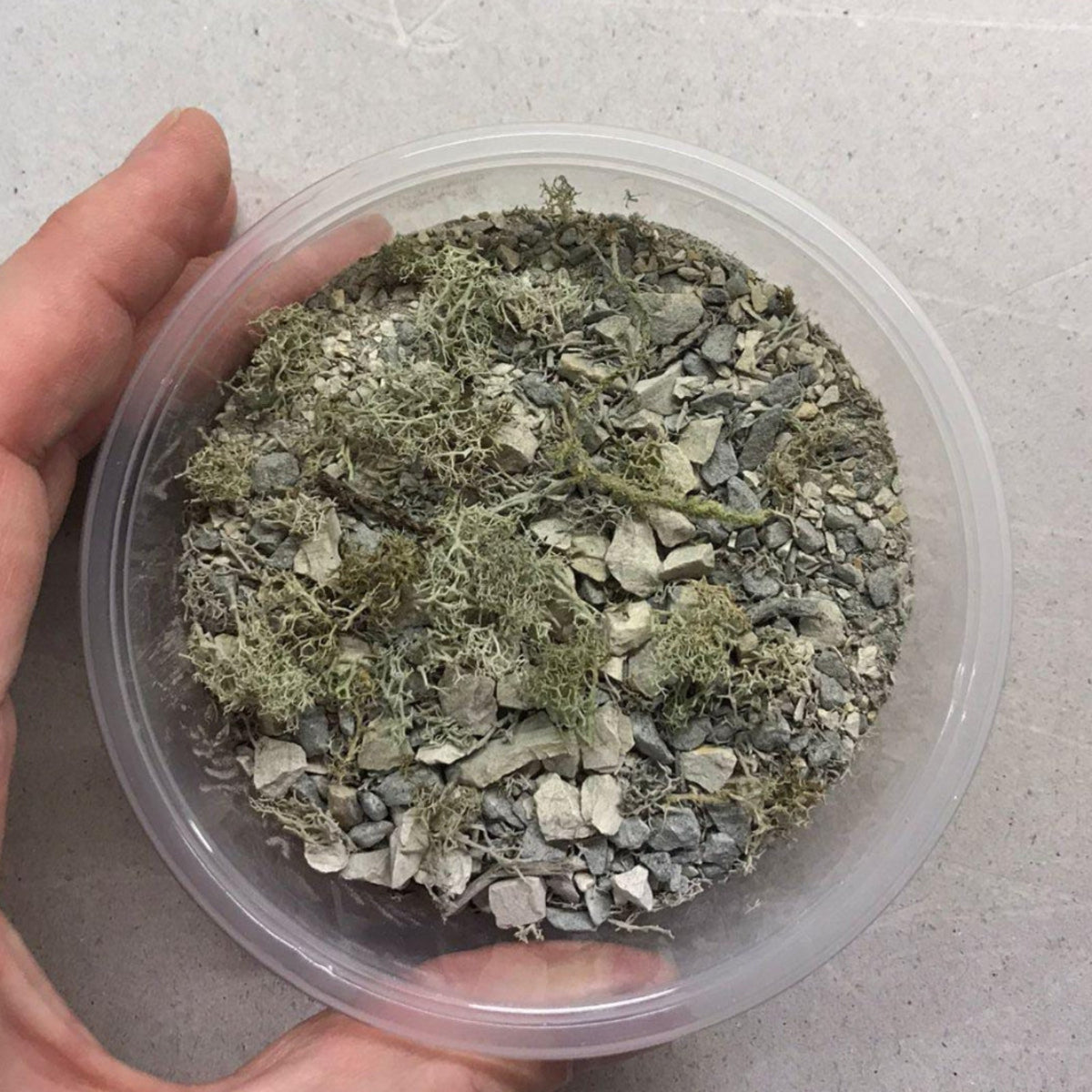 Sustrato Bosque Mediterráneo