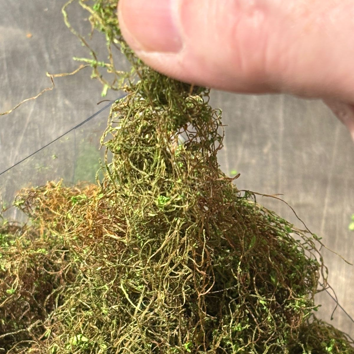 Alfombra Vegetal - MALEZA