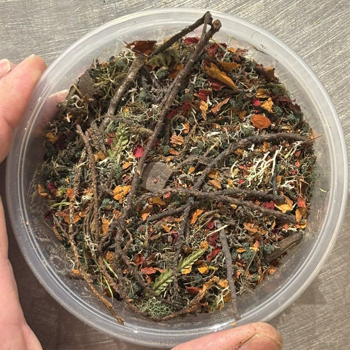 Sustratos - SOTOBOSQUE