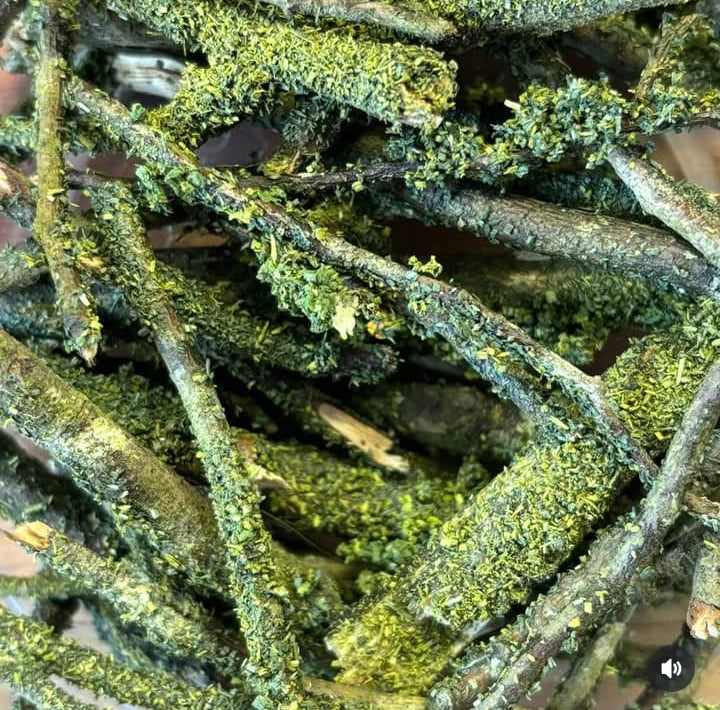 RAMAS RECUBIERTAS DE MUSGO